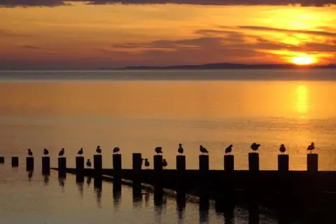 Andrew Chamberlin More than a dozen birds all on individual posts along the jetty looking at the sunrise.
