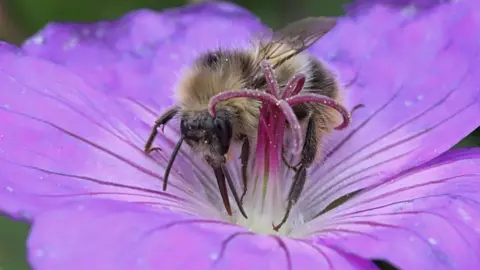 Shrill carder bee on wild flower