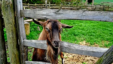 Alison Treacher  TUESDAY - Goat at Butser Hill