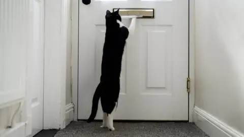 PA Media Zebby collecting mail at the door