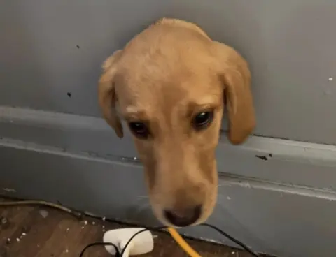 Carlisle East Fire Station Teale the puppy with her head stuck in a wall