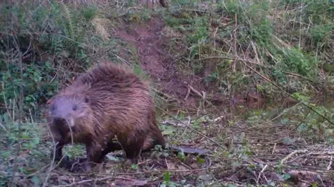 National Trust Beaver on the Holnicote Estate