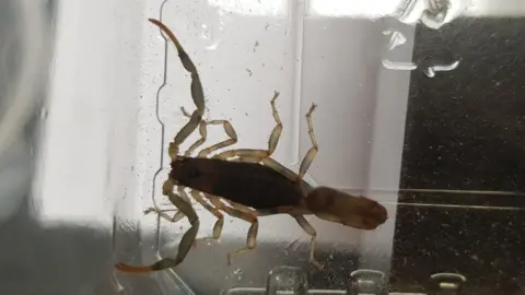 RSPCA The olive thick tail scorpion