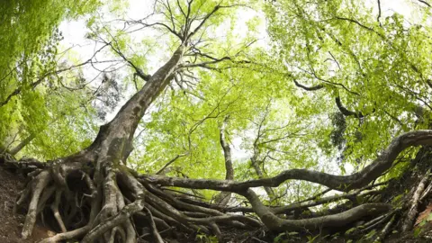 Getty Images Beech tree roots