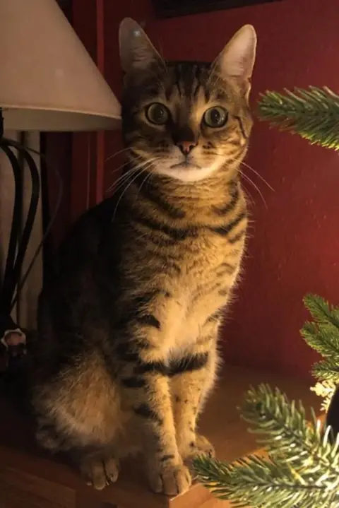 Anne Cornthwaite Harvey is sitting upright on a wooden table between a lamp and a house plant. Lit from the side, his black stripes show up against his golden fur. His ears are upright and he is staring wide-eyed directly into the lens. His mouth is slightly turned down giving him a serious, somewhat dominating expression. While undeniably cute, he also exudes a self-confidence which invites wariness.