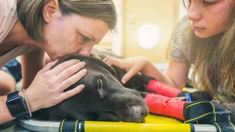 Justin Paget (via Getty Images) A woman and a child comfort a greying black labrador lying on a stretcher on a table.