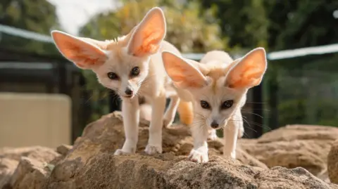 Tom Anders/Longleat Two fennec fox cubs. They are beige, have large, dark eyes and a small dark nose. They have large, pointed ears. They are standing on a rock. One fox is looking at the camera while the other is looking down.