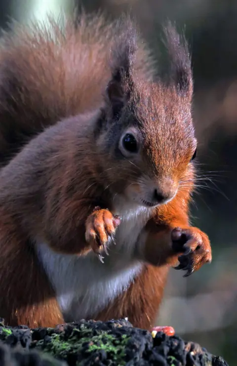 Adrian Plumb Close up of a red squirrel with its claws raised, standing on a wooden log