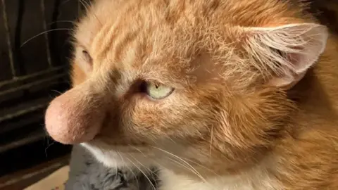 Barney the cat - he has an enlarged nose and ginger fur