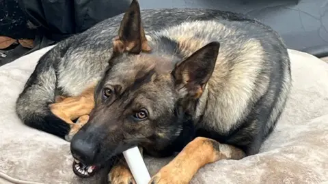 German Shepherd Baxter chewing a tube lying on a cushion.