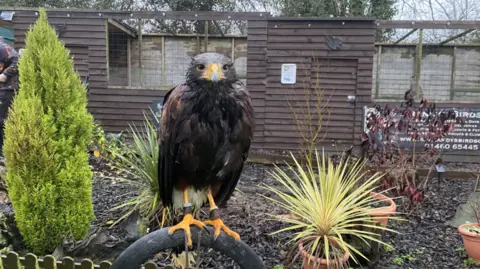 One of the birds of prey at Sharandys