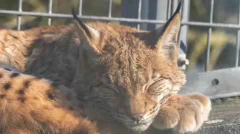 Wild Planet Trust The lynx kitten pictured sleeping in the sun while lying in its enclosure.