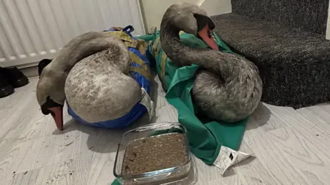 Simon Withers Two swans wrapped in blue and green tarp sat on a wood floor covered in a dark black and brown susstance