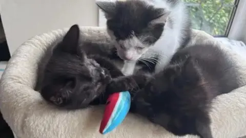 Three kittens - two black and one black and white - in a white cat basket playing with a red and blue soft toy.