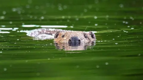 Getty Images Beaver swimming in water