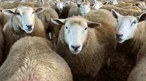 A flock of sheep looking at the camera.
