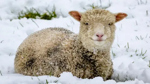 A lamb sitting in snow.