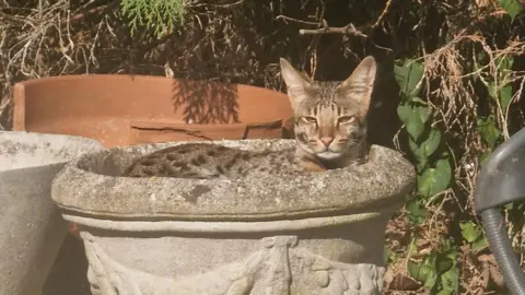 Kevin Murphy A Savannah cat, with dark spots and pointy ears, rest in a grey garden plant pot on a sunny day. Its head and back are visible above the top of the pot.
