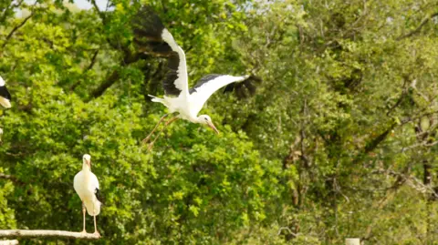 One young white stock, with black markings on its wings, launches into flight from a perch against a backdrop of green trees.  Another stork sits on the perch and watches.