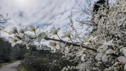 THEADDER White blossom flowers open up to the sunlight in a park in Darlington. A branch of blossom is in focus, while in the background is more white blossom growing in a bush. 