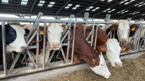 Cows behind a fence at a farm being fed. They have yellow tags on their ears.