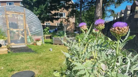 Annadale Community Centre Garden Group A sunny backyard garden with scotch thistles and a greenhouse. Plants In the background are mature trees, neighboring brick houses, a picnic table, and various potted plants, creating a lively urban garden setting.