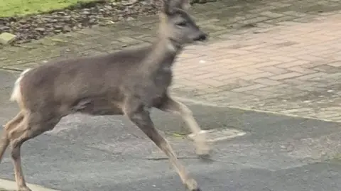 SUPPLIED A deer walking on a housing estate pavement next to a brickwork driveway.