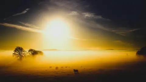 Tom Gallagher Landscape image of the sun rising on a field of sheep, partially hidden by low fog