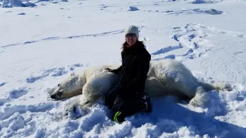 USGS U.S. Geological Survey wildlife biologist Dr. Karin Lord investigates tranquilized wild polar bears in Alaska's Arctic  