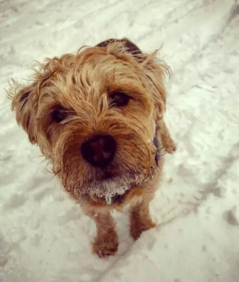 @skinnyfoodvintageplates Mollie the border terrier cross