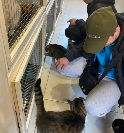 Sunflower Scotland cats