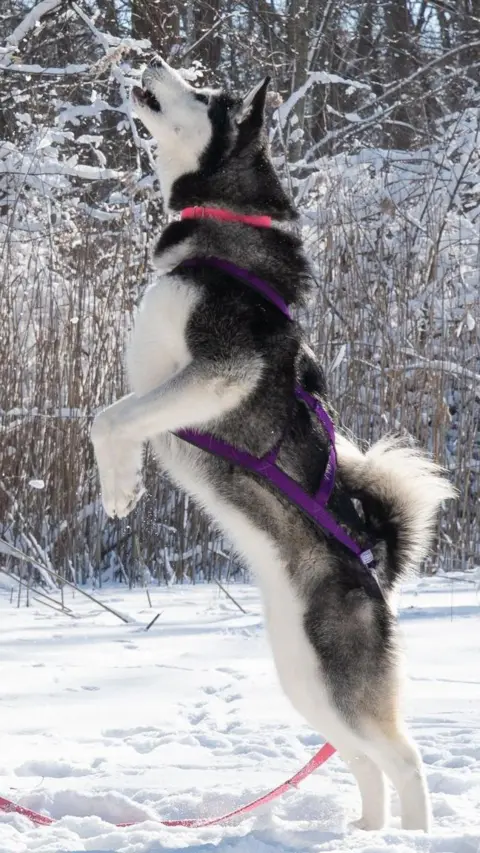 Lauren Kavai image shows a pet Huski game that exploits a walk. The dog is on its Hind legs, possibly looking for a ball that is thrown into the air, and the scene is an icy garden. It is one of the pet dogs who were involved in research.