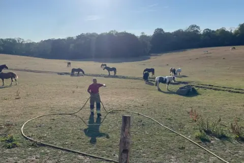 Firefighter standing in the middle of a field surrounded by horses. He is holding a hose. In the distance you can see trees. 