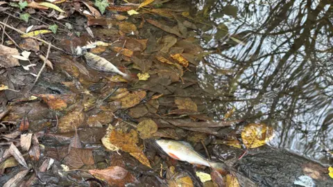 Two dead fish are lying in shallow water on the edge of a pond. They are brown , white and silver. There are leaves and twigs around them