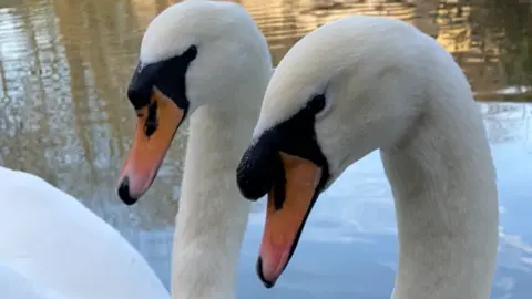 Bath Swan Rescue Two adult swans are on the water, their heads close to each other.