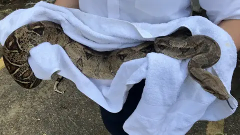 RSPCA Boa constrictor