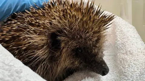Burntisland Hedgehog Haven A closeup of a hedgehog wrapped in a white towel