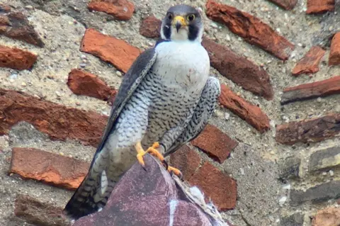 Barry Trevis Male peregrine on St Albans Cathedral