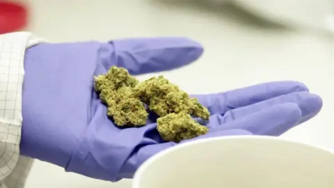 BBC Medical cannabis