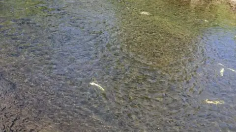 ADDA Dead fish in river