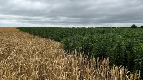 Field of wheat and beans