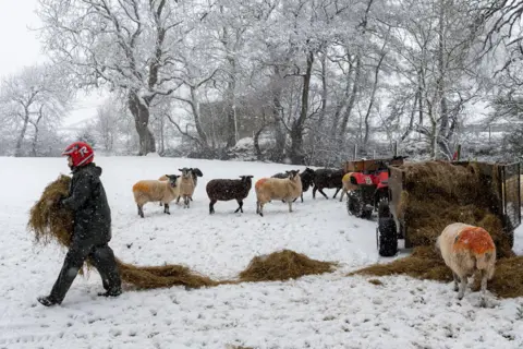 Alamy Live News A farmer feeds their livestock near Hawes, North Yorkshire, 14 January 2021