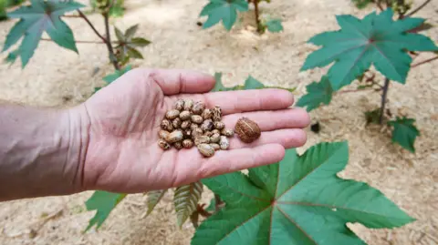 Library image of an anonymous person's hand holding several brown caster beans. His hand is outstretched next to green castor bean plants.