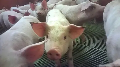 Animal Justice Project/PA Media A dozen or so piglets in a pen. One of the piglets is moving its snout close to the camera.