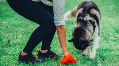 A woman uses an orange poo bag to clean up after her Husky-like dog in a grassy area