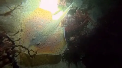 A ray on the sea bed, with a beam being shone on it. 