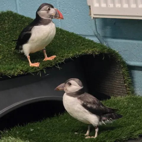SSCPA Two puffins standing on artificial grass