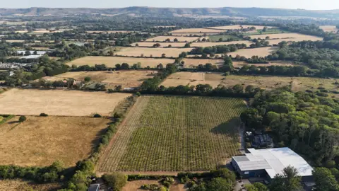 An area of countryside, seen from above. One field has rows of grapevines. Other fields are yellow and appear dry.