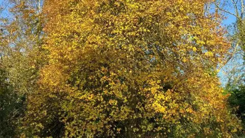 Miglet A close-up of small, golden, autumnal leaves on a tree, with a blue sky peeking out from behind.