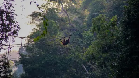 Clark Adkerson Orangutan on a man-made bridge in Borneo